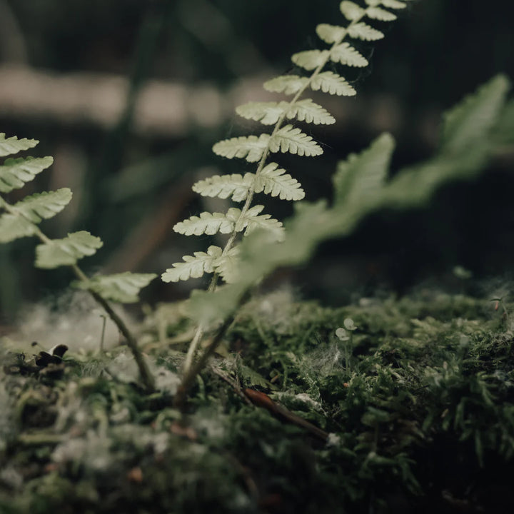 Reed Diffuser / Eucalyptus + Lichen