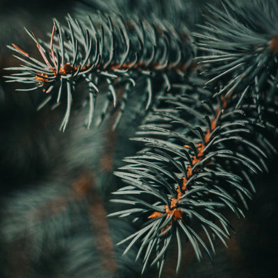 Candle / Cedar + Siberian Pine